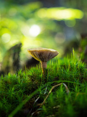 grzyb w lesie na mchu, bajkowy klimat 