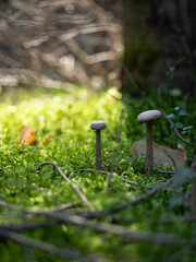 Grzyby w lesie jesienią  © Klaudia Baran