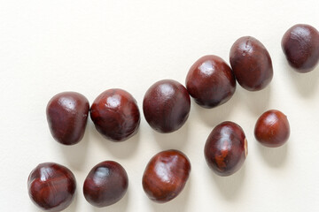 conkers (nut of the horse chestnut tree)