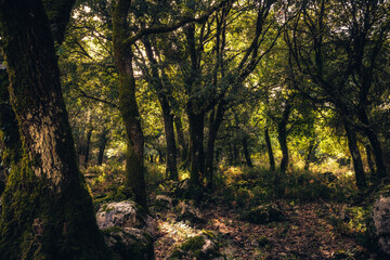 Ficuzza Wald - Alter Urwald auf Sizilien in Italien, Europa im September Herbst mit warmen Farben