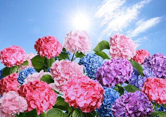 Many different beautiful hortensia flowers against blue sky