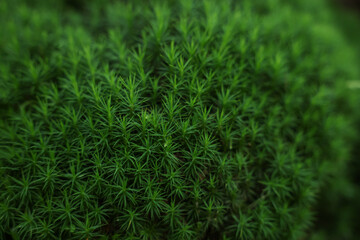 Beautiful green moss as background, closeup view