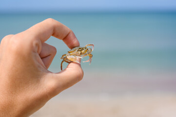 Small light crab in a man's hand against the background of the sea. Wildlife of Crimea. Selective focus on crab