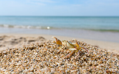 The crab sits on the seashore on a small sandy hill with high claws. Selective focusing.