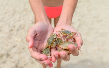 Many small crabs caught in the sea in the hands of a girl on the beach. Close-up. Selective focus on one crab.
