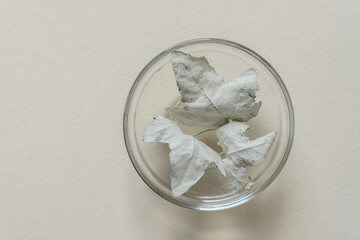 poplar leaves (verso side) in a glass bowl on a paper background