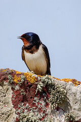 Swallow (Hirundo rustica) perching on a lichen covered rock