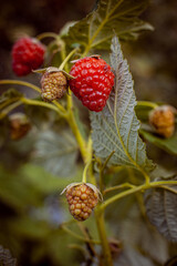 Close up on red ripe summer raspberries on green bush. Macro detail