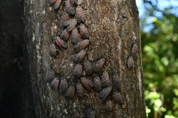 Spotted Lanternfly takes over a Tree of Heaven, slowly killing it. 