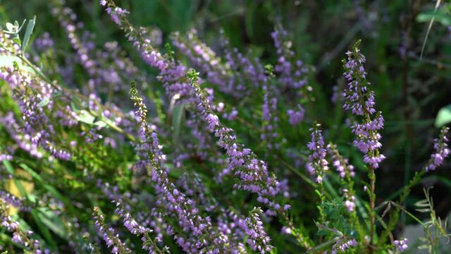 Common Heather in slight breeze (Calluna vulgaris) - (4K)