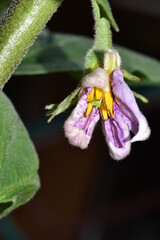 An Eggplant Flower, Trinidad