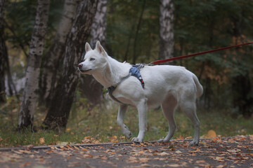 Fototapeta premium white dog running