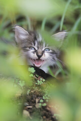 Naklejka na ściany i meble Cute angry kitten look into camera in the yard. Kitten stock photo.