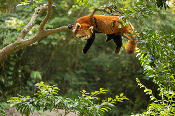 Fototapeta premium レッサーパンダ