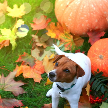 Skarby jesieni w ogrodzie. Liście, dynia, pies. The treasures of autumn in the garden Leaves, pumpkin, dog.