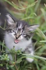 Naklejka na ściany i meble Cute angry kitten look into camera in the yard. Kitten stock photo.