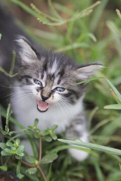 Cute angry kitten look into camera in the yard. Kitten stock photo.