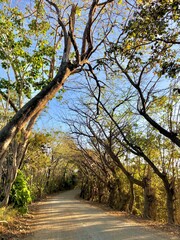 Gravel road under trees