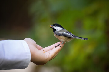 feed Black-capped Chickadee bird in hand eating