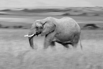 Mono slow pan of African elephant walking