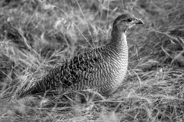 Mono partridge in dry grass eyeing camera