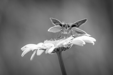 Mono Essex skipper butterfly perched on daisy