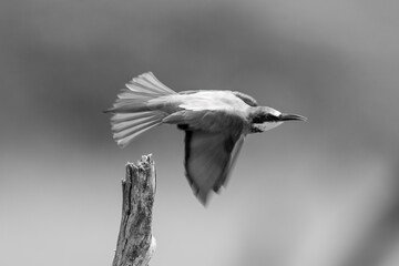Mono European bee-eater flies past tree stump