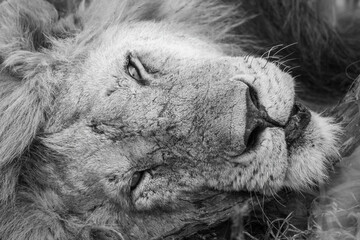 Mono close-up of sleepy lion on log