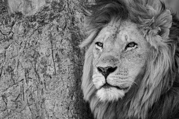 Mono close-up of male lion by tree