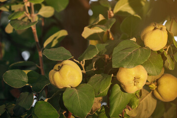 Quince tree branch with fruits outdoors, closeup