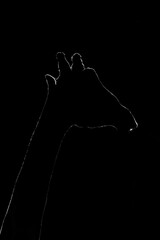Mono close-up of giraffe with rim lighting