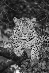 Mono close-up of leopard lying facing camera