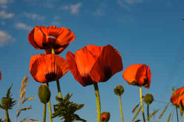 A group of red poppies against a blue sky