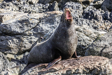 Fur seal showing its teeth