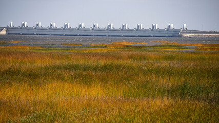 reeds in the morning