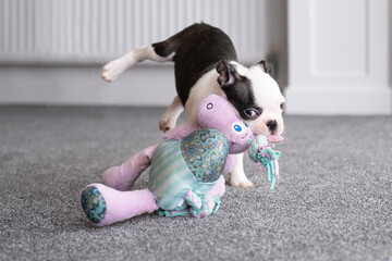 A very young Boston Terrier puppy jumping whilst playing throwing her back legs in the air. She has a soft toy in her mouth. She is indoors on carpet. - 459185856