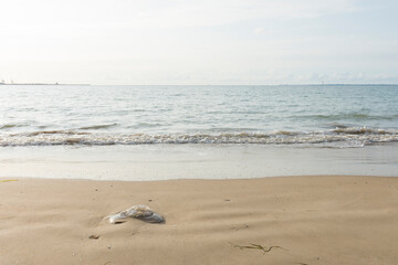 Una medusa en la playa de Valdelagrana, en el Puerto de Santa María, provincia de Cádiz, España.