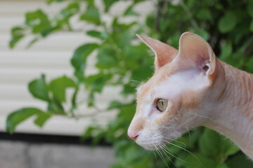 close-up , cat, sphinx