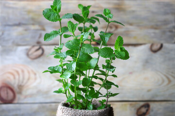 Fresh mint grows in a pot. Home greens and herbs. Organic plants.