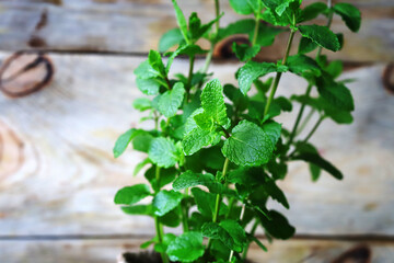 Fresh mint grows in a pot. Home greens and herbs. Organic plants. © Oksana
