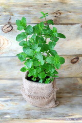Fresh mint grows in a pot. Home greens and herbs. Organic plants.