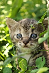 little tabby kitten in the grass