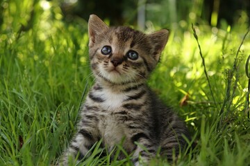 little tabby kitten in the grass