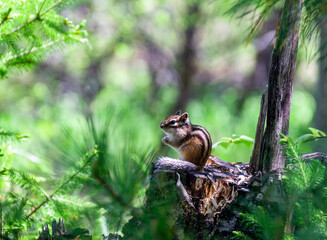 Naklejka na ściany i meble Siberian chipmunk or Eutamias sibiricus — is a striped animal of the squirrel family of the rodent order.