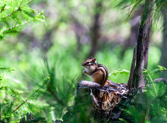 Siberian chipmunk or Eutamias sibiricus — is a striped animal of the squirrel family of the rodent order.