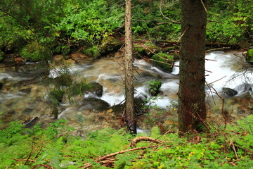 Górski potok z powalonym drzewem. Dolina Chochołowska Polskie Tatry Zachodnie. A mountain stream with a fallen tree