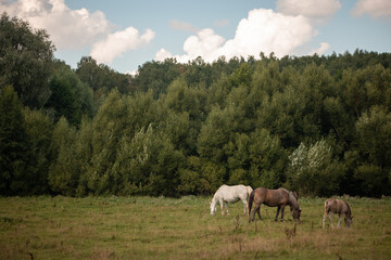 Fototapeta premium horses in the meadow
