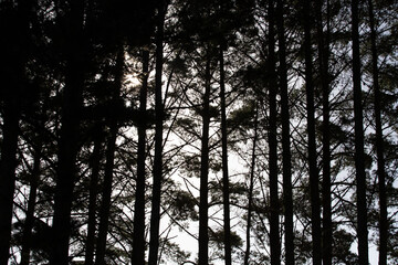Pine Tree Tops Upright Beside Each Other in the Forest