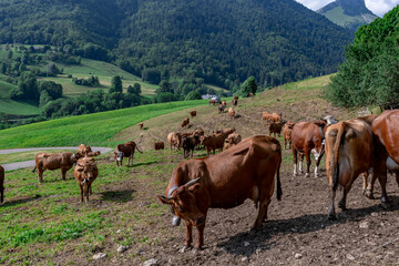 Fototapeta na wymiar Milking Tarentaise dairy cows in the Bauges massif in the French Alps
