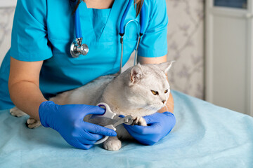 nail clipping a cat, a veterinarian cutting the claws of a young thoroughbred Scottish white cat, caring for pets